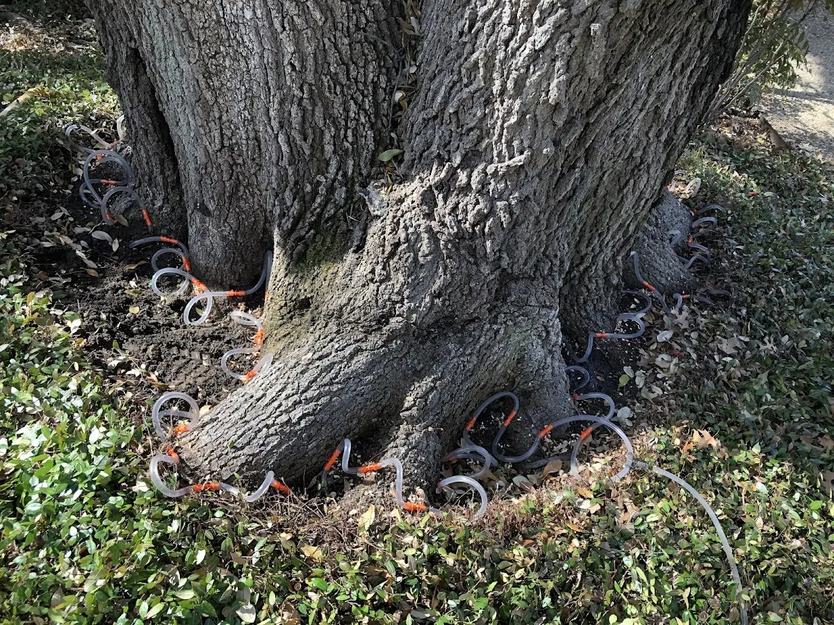 Detailed Tree Cabling and Bracing job site in Sykesville