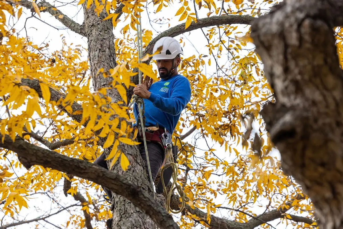 Skilled Tree Pruning crew working in Sykesville